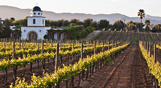 Viñedos en Tecate, Baja California