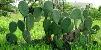 Nopal el alimento del futuro