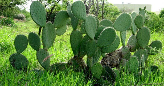 Nopal el alimento del futuro