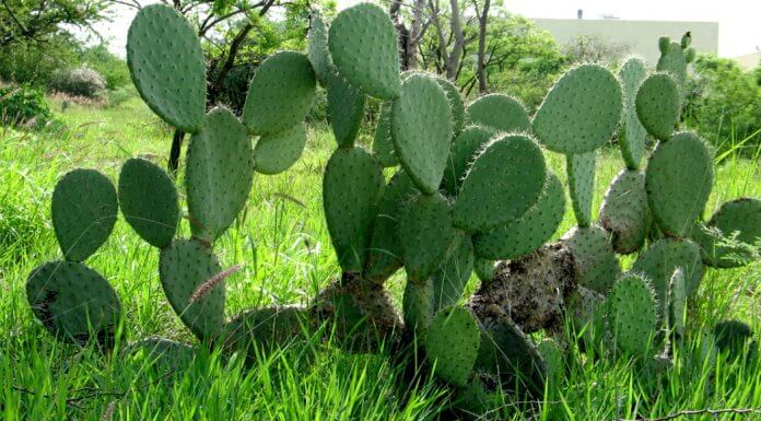 Nopal el alimento del futuro