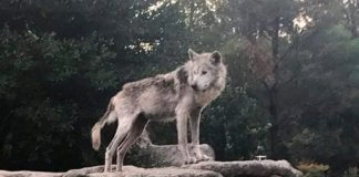 Chico el lobo mexicano