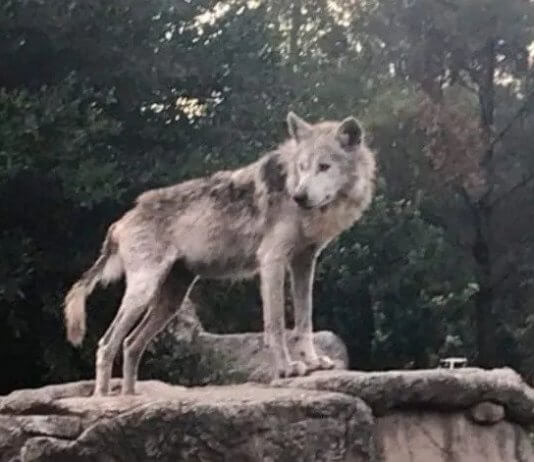 Muere «chico» el lobo mexicano que ayudó a preservar su especie Chico el lobo mexicano