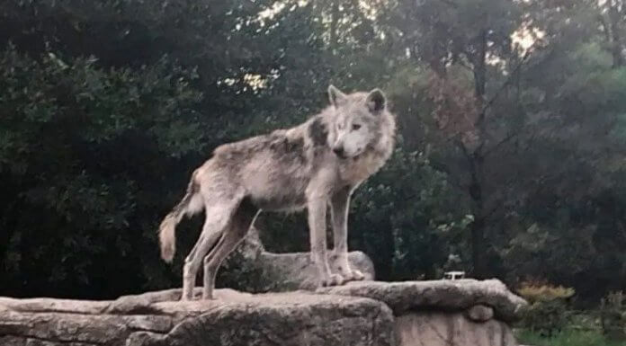 Chico el lobo mexicano