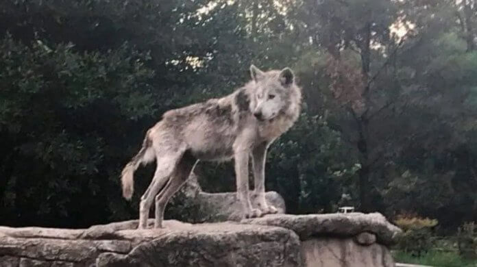 Chico el lobo mexicano